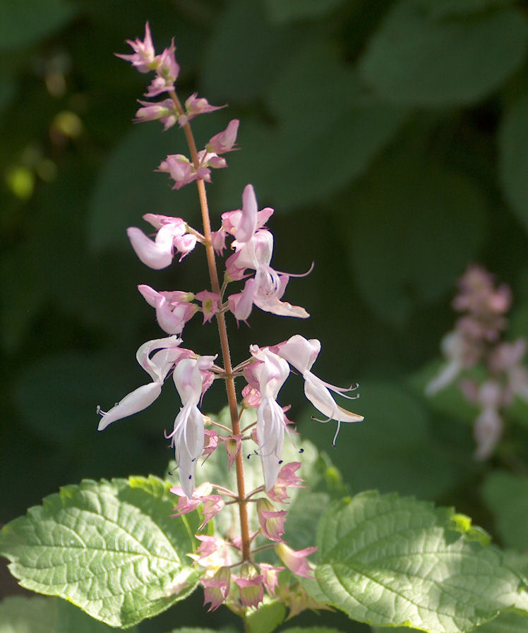 Plectranthus